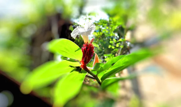 Spacer Ogrodzie Botanicznym Egzotyczne Rośliny Tle Błękitnego Nieba Kwiaty Palmy — Zdjęcie stockowe