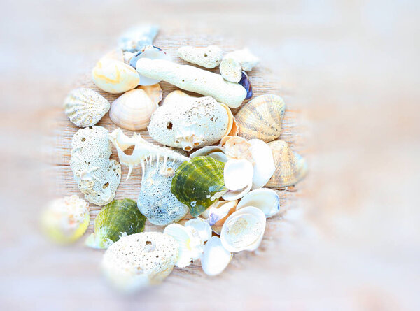 sea shells and corals on a light background, plan view, with beaches of Thailand
