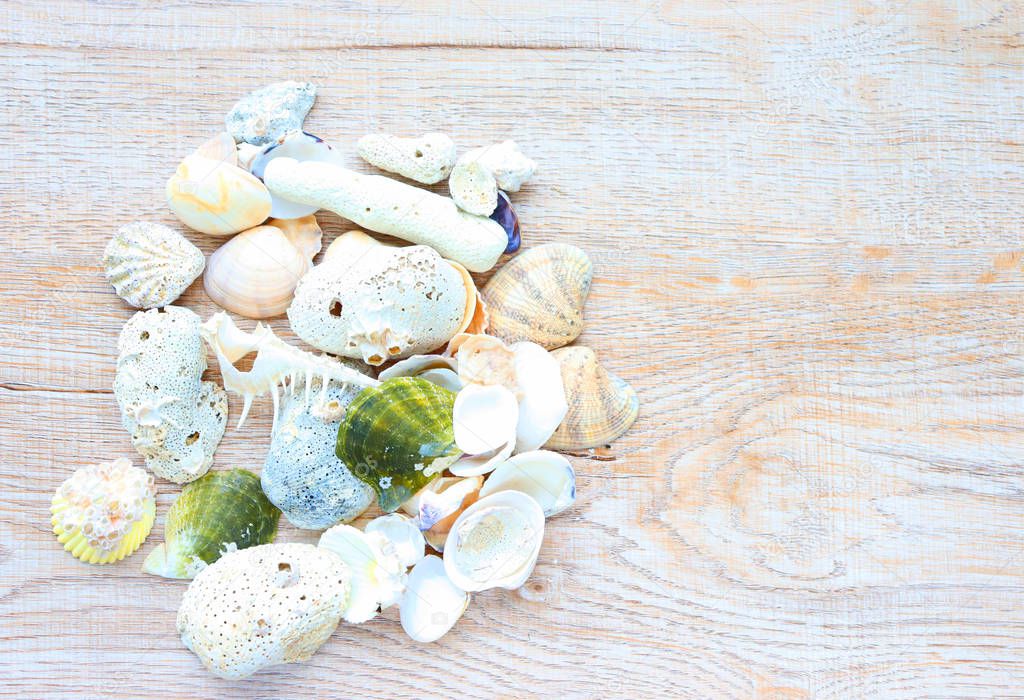 sea shells and corals on a light background, plan view, with beaches of Thailand