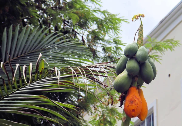 Exotic fruits in tropical, tropical forests