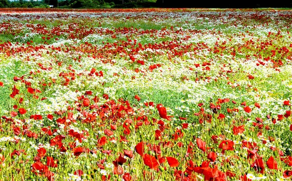 Beautiful, wildflowers on the field poppies and chamomile, floral background red, white and green
