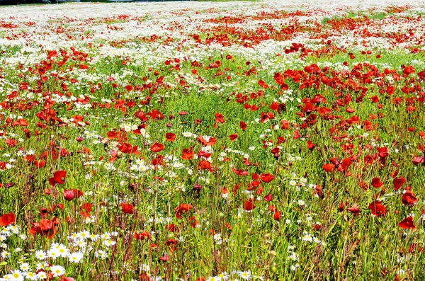 Beautiful Wildflowers Field Poppies Romomile Floral Background Red White Green — стоковое фото