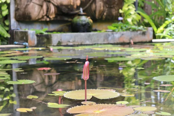 Lótus Florescendo Branco Vermelho Lótus Azul Lagoa — Fotografia de Stock