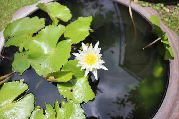 ロータスだ 池に白赤青蓮を咲かせ — ストック写真