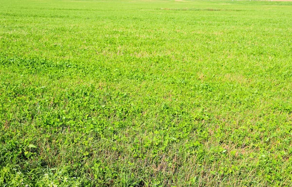 村の夏に刈られた草の緑のフィールド — ストック写真
