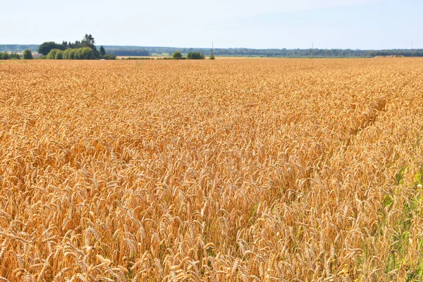 背景小麦の畑に沈む夕日 村で夏に熟す小麦の大きな耳 — ストック写真