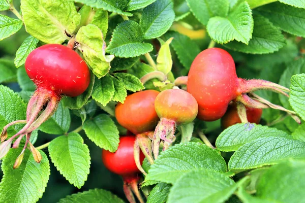 Rosehip Blooms Red Fruits Pink Flowers Late Summer — Stock Photo, Image