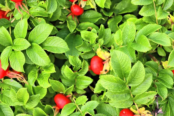 Rosehip Blooms Red Fruits Pink Flowers Late Summer — Stock Photo, Image