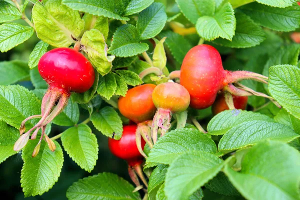 Rosehip Blooms Red Fruits Pink Flowers Late Summer — Stock Photo, Image