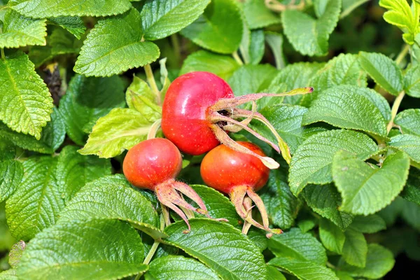 Rosehip Blooms Red Fruits Pink Flowers Late Summer — Stock Photo, Image