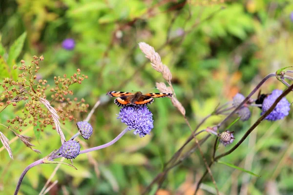 夏天结束时 大黄蜂和蝴蝶在蓝色的花朵上采蜜 — 图库照片