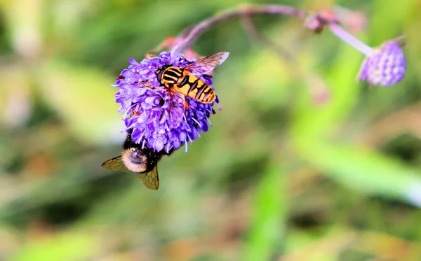 Bumblebee Και Πεταλούδα Συλλέγουν Νέκταρ Στο Μπλε Λουλούδι Τέλος Του — Φωτογραφία Αρχείου