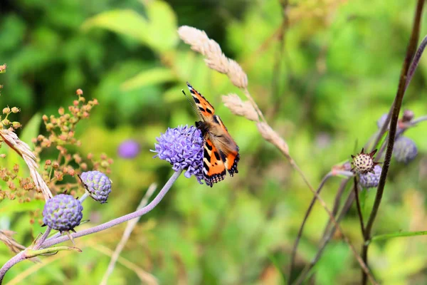 Bumblebee Motyl Zbierają Nektar Niebieskim Kwiecie Koniec Lata — Zdjęcie stockowe