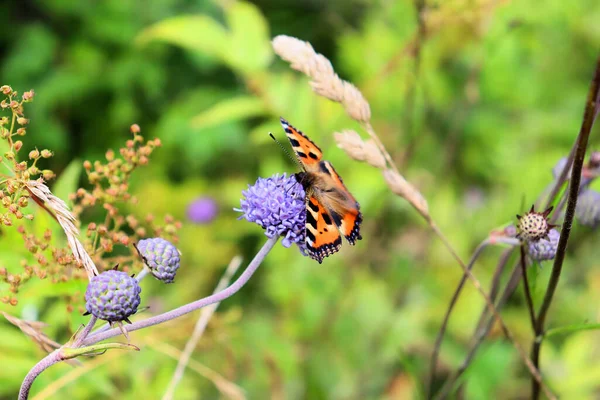 Bumblebee Farfalla Raccolgono Nettare Sul Fiore Blu Fine Estate — Foto Stock