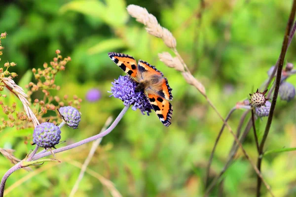 Bumblebee Farfalla Raccolgono Nettare Sul Fiore Blu Fine Estate — Foto Stock