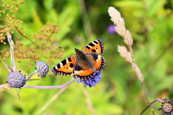 Bumblebee Farfalla Raccolgono Nettare Sul Fiore Blu Fine Estate — Foto Stock