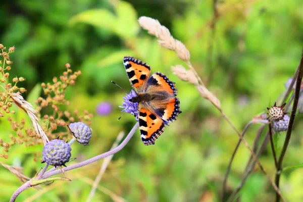 Бамблби Бабочка Собирают Нектар Голубом Цветке Конце Лета — стоковое фото