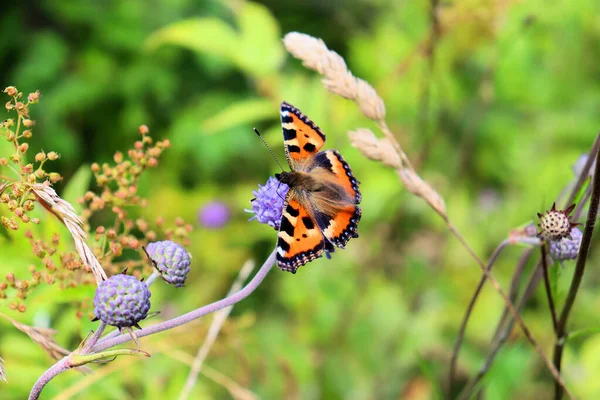 Bumblebee Farfalla Raccolgono Nettare Sul Fiore Blu Fine Estate — Foto Stock