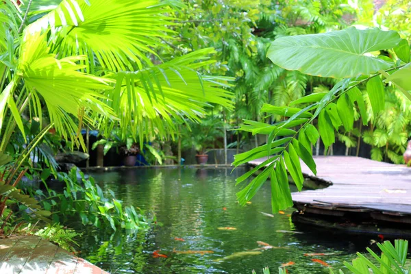 Bosque Lluvioso Cabaña Jardín Asia Tailandia Fondo Vegetal —  Fotos de Stock