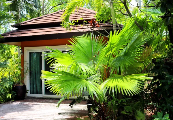 Rain Forest Garden Hut Asia Thailand Plant Background — Stock Photo, Image