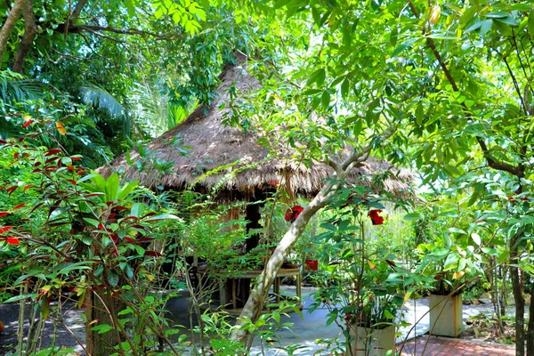 Bosque Lluvioso Cabaña Jardín Asia Tailandia Fondo Vegetal — Foto de Stock