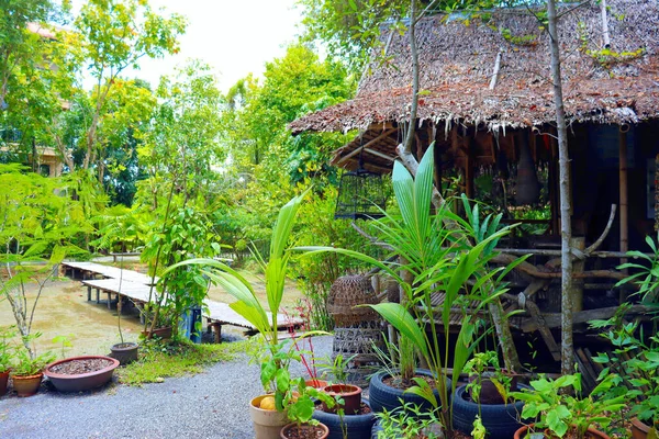 Rain Forest Garden Hut Asia Ththailand Plant Background — стоковое фото