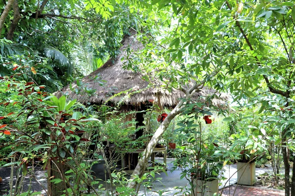 Bosque Lluvioso Cabaña Jardín Asia Tailandia Fondo Vegetal — Foto de Stock