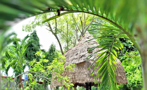 Rain forest, garden hut in asia, thailand, plant background