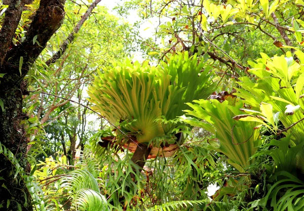 Amazing Rainforest Plants Leafy Background Botanical Park — Stock Photo, Image