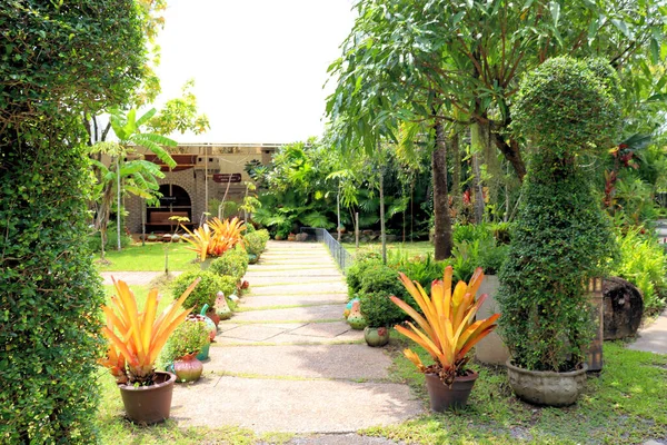 Étonnantes Plantes Forêt Tropicale Arrière Plan Feuillu Dans Parc Botanique — Photo