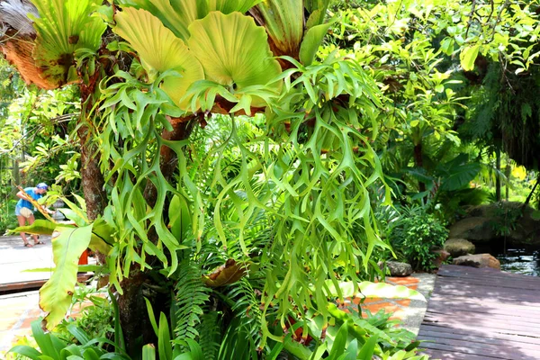 Erstaunliche Regenwaldpflanzen Grünen Hintergrund Botanischem Park — Stockfoto