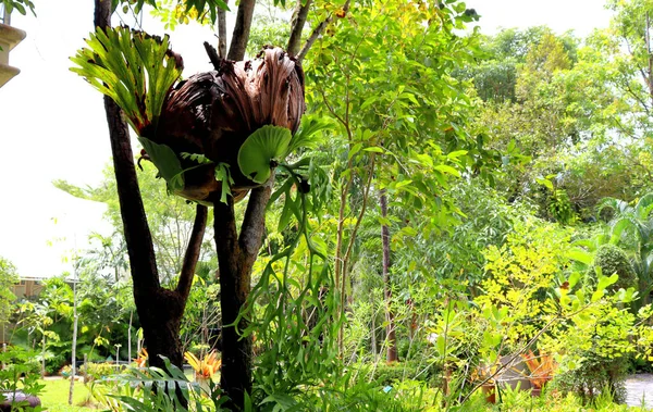 Increíbles Plantas Selva Tropical Fondo Frondoso Parque Botánico —  Fotos de Stock