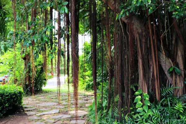 Incrível Floresta Tropical Plantas Folhosas Fundo Parque Botânico — Fotografia de Stock