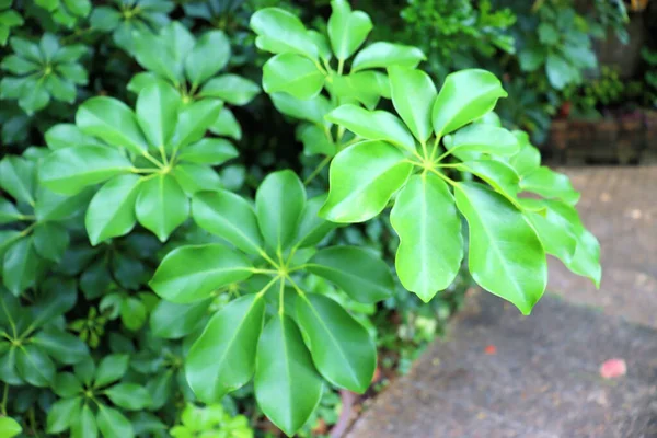 Amazing Rainforest Plants Leafy Background Botanical Park — Stock Photo, Image