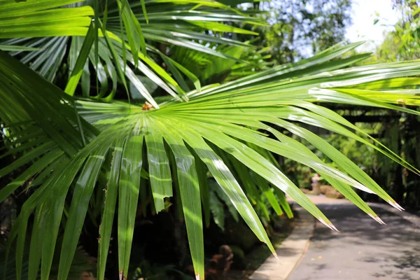 Inanılmaz Bitkiler Çiçekler Yağmur Ormanlarının Palmiyeleri — Stok fotoğraf