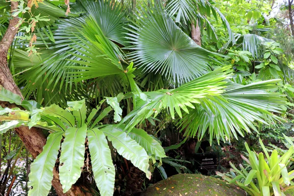 Increíbles Plantas Selva Tropical Fondo Frondoso Parque Botánico — Foto de Stock