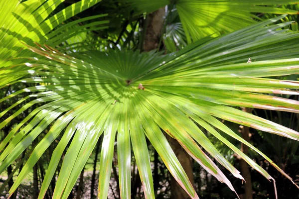 热带雨林迷人的植物 花朵和棕榈树 — 图库照片