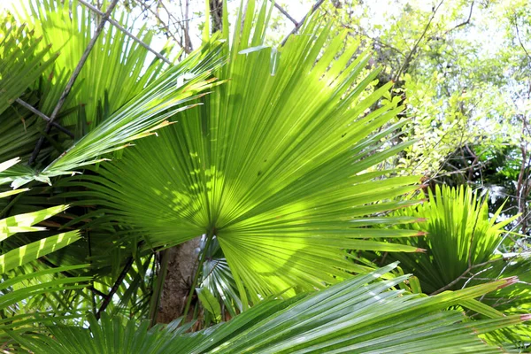 Asombrosas Plantas Flores Palmeras Selva Tropical — Foto de Stock