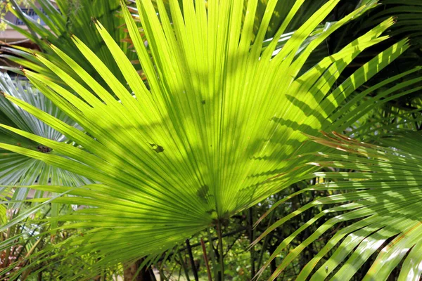 Asombrosas Plantas Flores Palmeras Selva Tropical — Foto de Stock