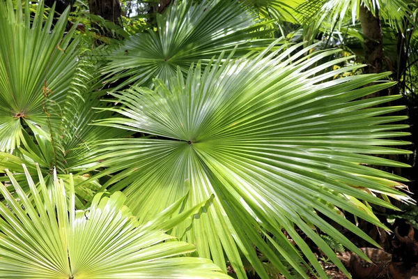 Plantas Incríveis Flores Palmas Floresta Tropical — Fotografia de Stock