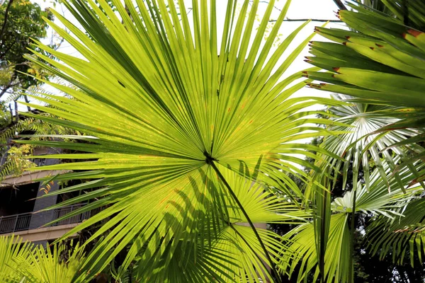 Úžasné Rostliny Květiny Palmy Deštného Pralesa — Stock fotografie