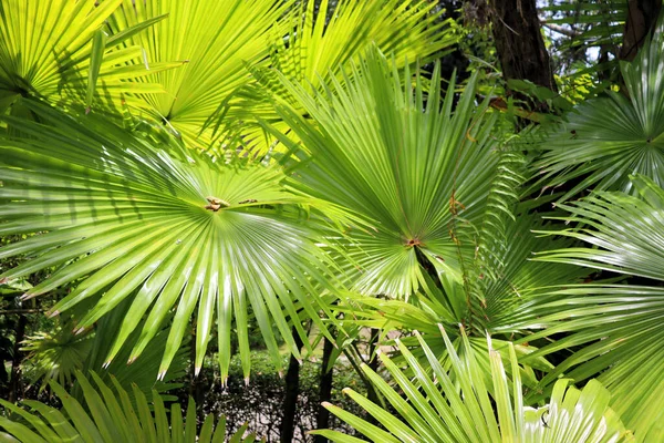 Asombrosas Plantas Flores Palmeras Selva Tropical — Foto de Stock