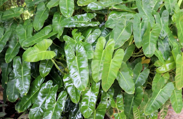 Plantes Étonnantes Fleurs Palmiers Forêt Tropicale — Photo