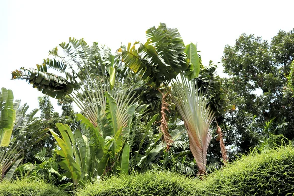 Erstaunliche Pflanzen Blumen Und Palmen Des Regenwaldes — Stockfoto