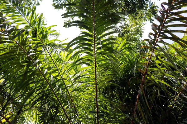 Asombrosas Plantas Flores Palmeras Selva Tropical — Foto de Stock