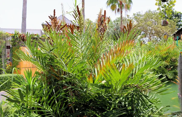 Plantas Incríveis Flores Palmas Floresta Tropical — Fotografia de Stock