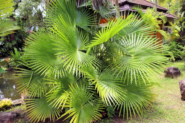 热带雨林迷人的植物 花朵和棕榈树 — 图库照片