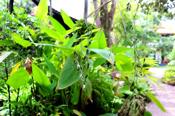 Plantas Incríveis Flores Palmas Floresta Tropical — Fotografia de Stock