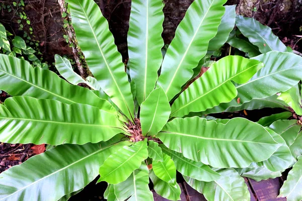 Niesamowite Rośliny Kwiaty Palmy Lasów Deszczowych — Zdjęcie stockowe