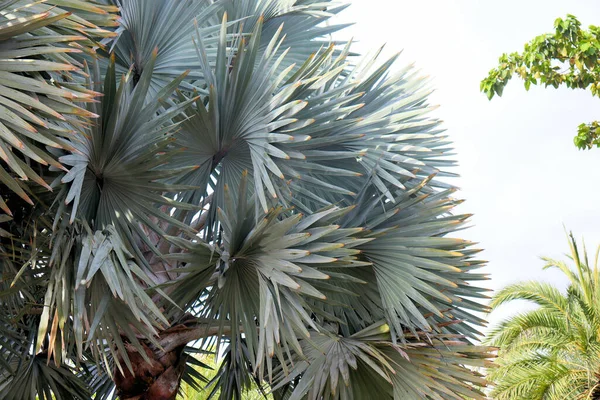 Asombrosas Plantas Flores Palmeras Selva Tropical — Foto de Stock